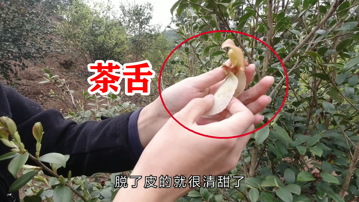 “茶舌”农村才能吃到的美味,吃过的都暴露年龄了,你吃过吗